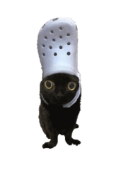 Your Croc Cat Companion
